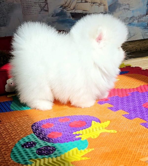 Arty Pomeranian