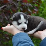 Duke Siberian Husky