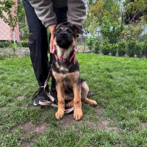 Atika German Shepherd