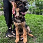 Atika-female-German-shepherd -puppy-for-sale-2