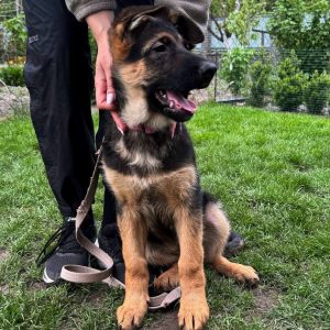 Atika German Shepherd
