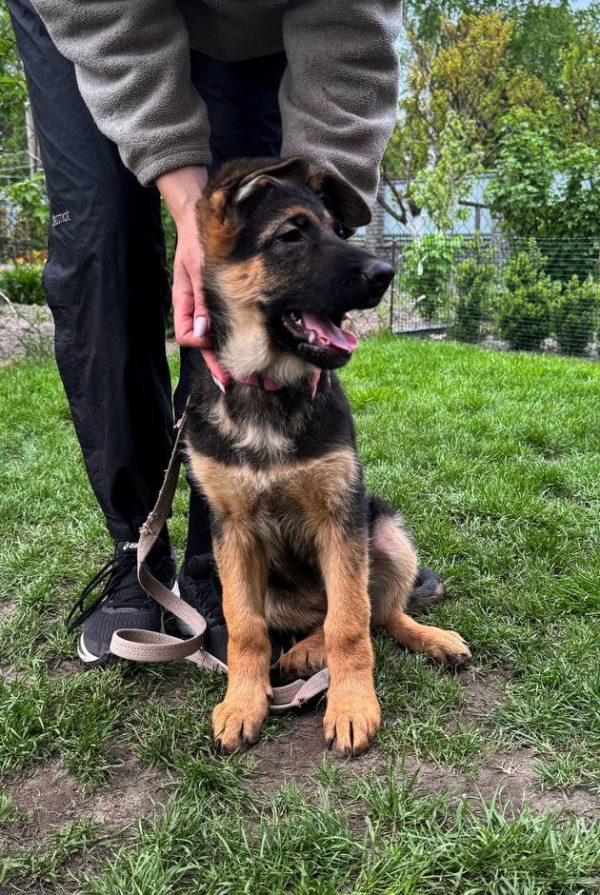 Atika German Shepherd