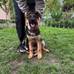 Atika-female-German-shepherd -puppy-for-sale-3