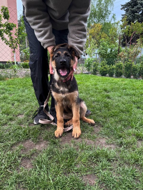 Atika German Shepherd