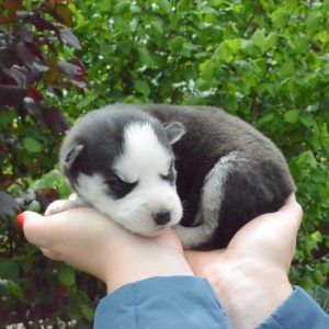 Aziza Siberian Husky