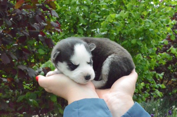 Aziza Siberian Husky