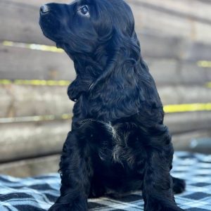 Baddy English Cocker Spaniel