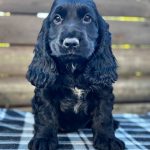 Albert English Cocker Spaniel