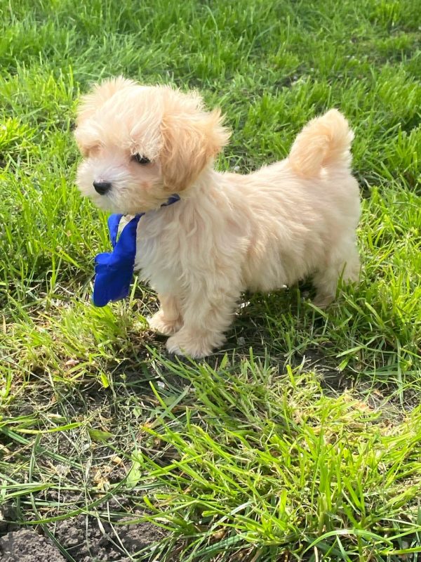 Baxter Maltipoo