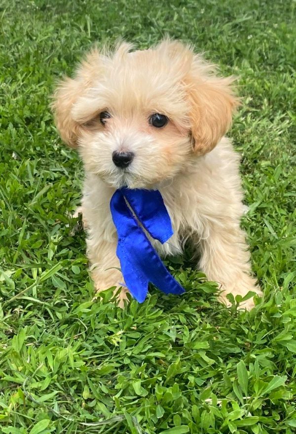 Baxter Maltipoo