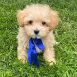Baxter-male-Maltipoo-puppy-for-sale-3