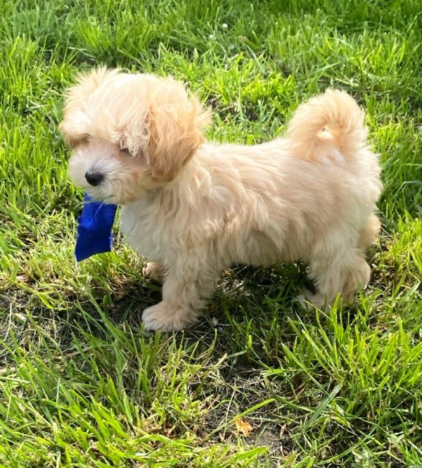 Baxter Maltipoo