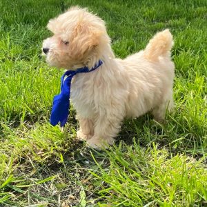 Baxter Maltipoo