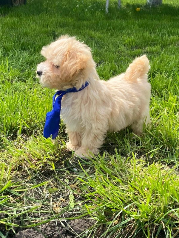 Baxter Maltipoo