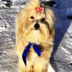 Baxter-maltipoo-puppy-for-sale-UPD-1