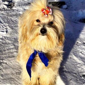 Baxter Maltipoo Baxter Maltipoo