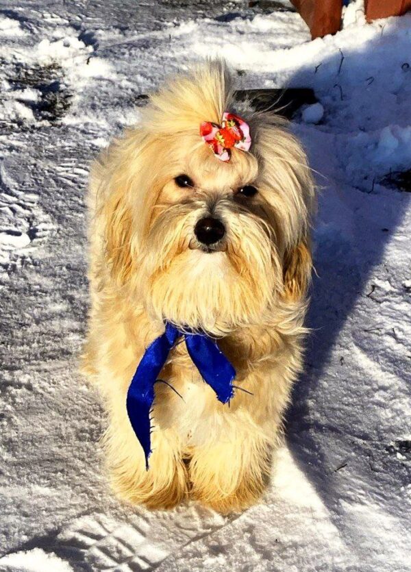 Baxter Maltipoo Baxter Maltipoo