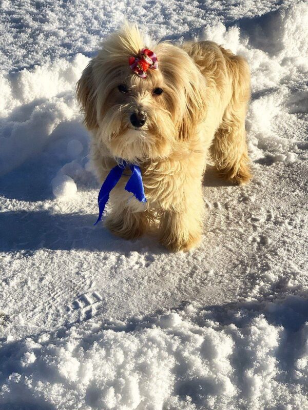Baxter Maltipoo Baxter Maltipoo