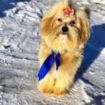 Baxter-maltipoo-puppy-for-sale-UPD-3