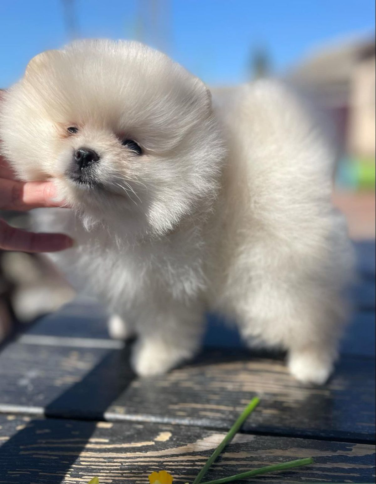 Breed Pomeranian Mix For Adoption Dog Breeds Havanese Pomeranian