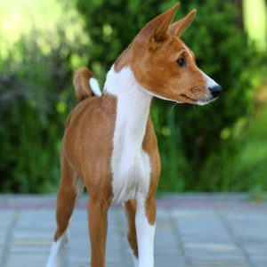 Beata Basenji