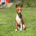 Beata-female-Basenji-puppy-for-sale-2