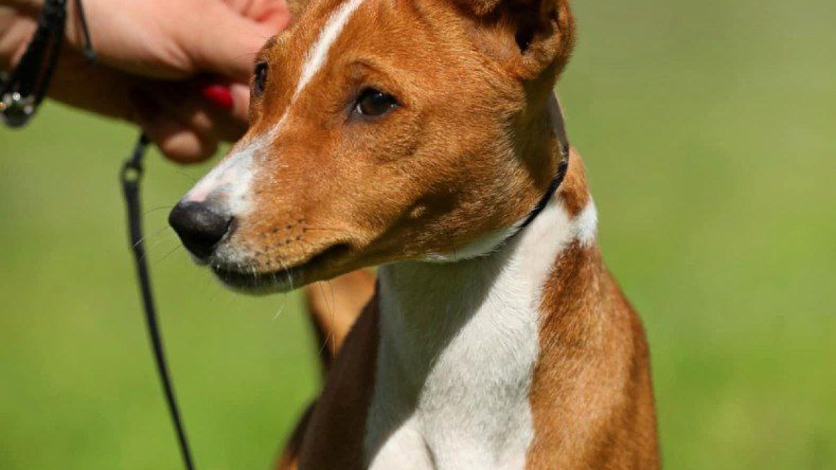 Basenji Dogs Basenji Adoption Near Me Basenji Adoption Uk Basenji