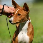 Biana Basenji