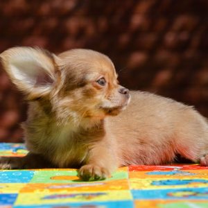 Bello Amico Chihuahua