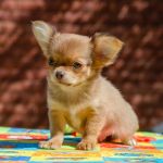 Bello-Amico-male-Chihuahua-puppy-for-sale-2
