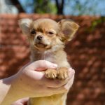 Noor Chihuahua