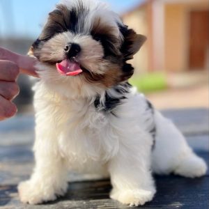 Benny Biewer Yorkshire Terrier