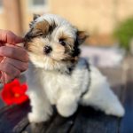 Paskale Biewer Yorkshire Terrier