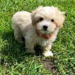 Benny-male-Maltipoo-puppy-for-sale-3