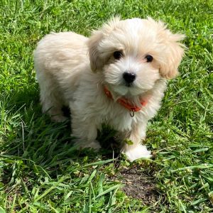Benny