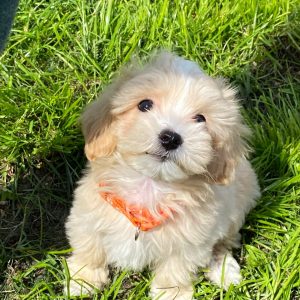 Benny Maltipoo