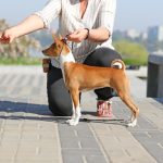 Biana-female-Basenji-puppy-for-sale-1