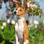 Biana-female-Basenji-puppy-for-sale-2