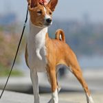 Biana-female-Basenji-puppy-for-sale-3