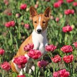Biana-female-Basenji-puppy-for-sale-4