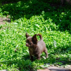 Bijou Beauty Chihuahua