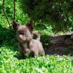 Bijou Beauty-female-Chihuahua-puppy-for-sale-2