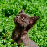 Bijou Beauty-female-Chihuahua-puppy-for-sale-3