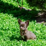Bijou Beauty-female-Chihuahua-puppy-for-sale-4