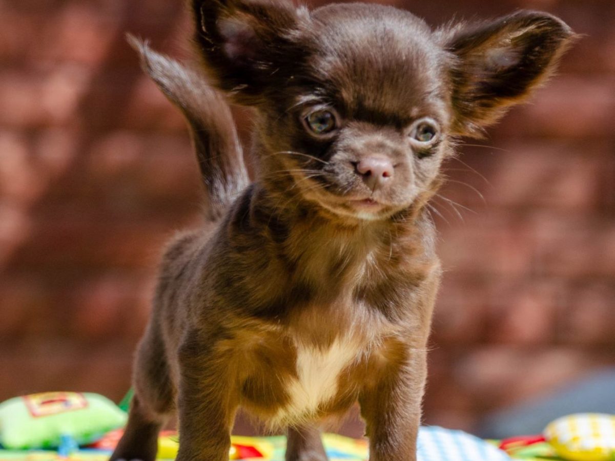 Adoption Chihuahua Breeders Near Me Near Me Adopt A Pet Chihuahua