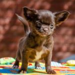 Iras Chihuahua