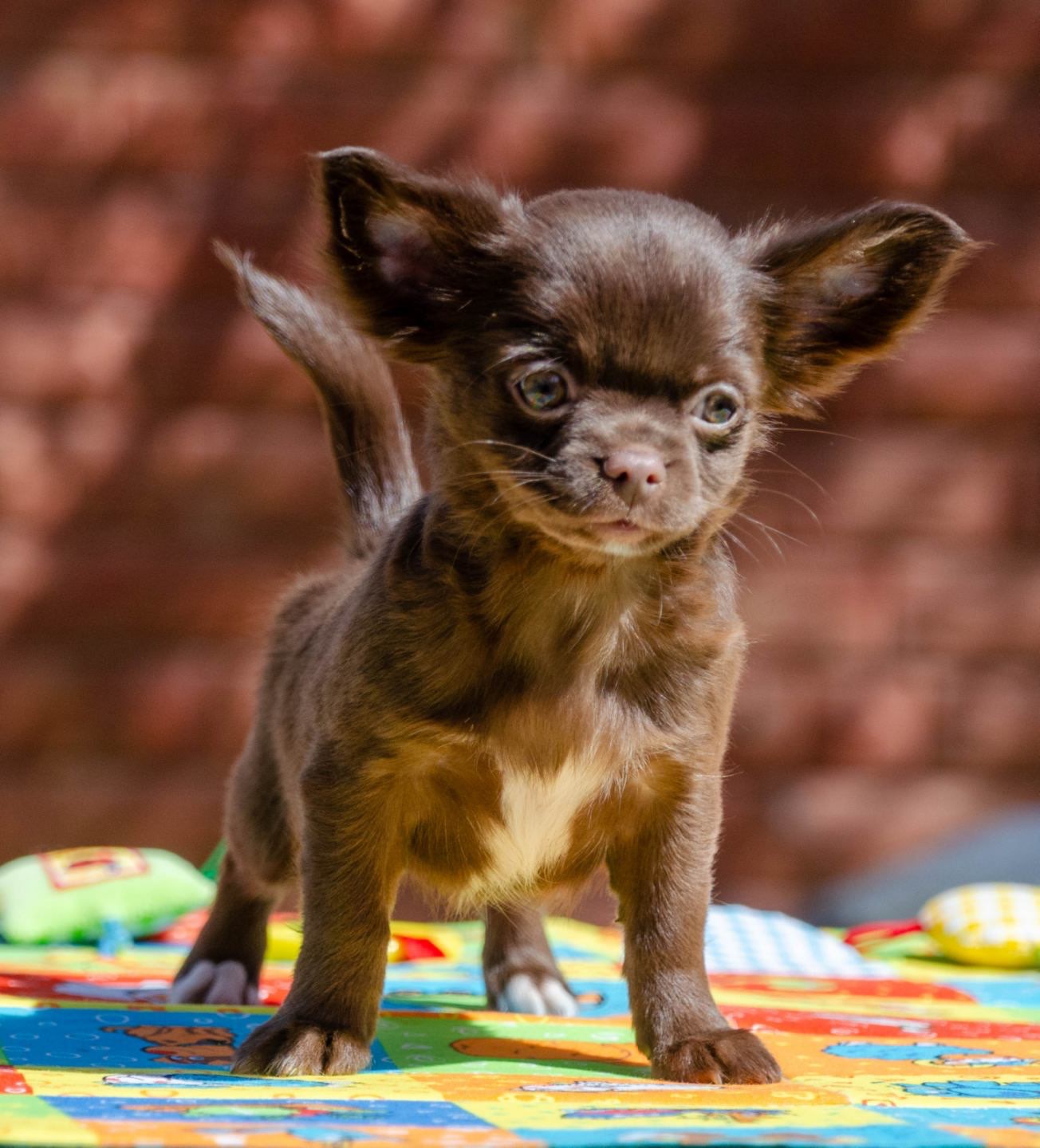 Applehead Chihuahua Deer Head Chihuahua Puppies Craigslist Apple
