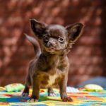 Bijou Beauty-female-Chihuahua-puppy-for-sale-6