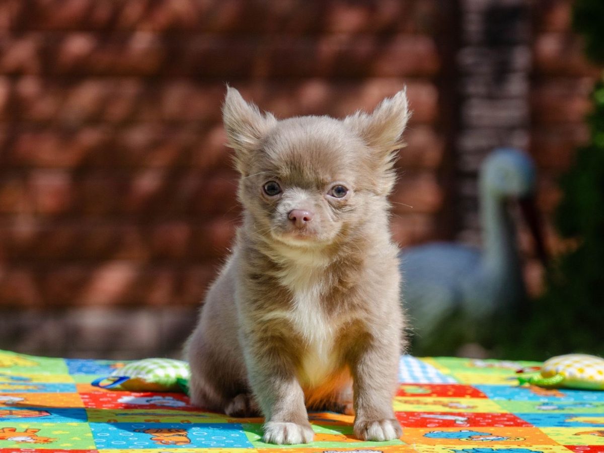 Puppies Near Chiweenie Puppies For Sale Craigslist Chihuahua