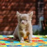 Boho-Blip-male-Chihuahua-puppy-for-sale-1